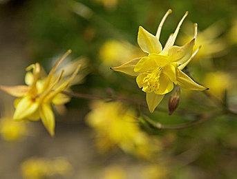 《符文工房》系列最新作《符文工房 龙之天地》 主要角色介绍影片陆续更新中！ 